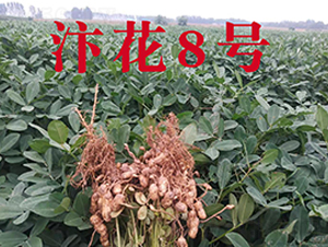 �껨8̖(h��o)�����N�ӌ�(sh��)���D